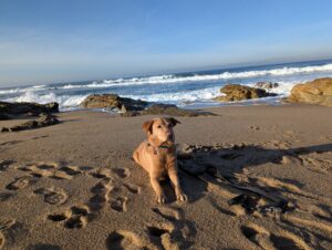 Strand in Portugal mit Hund